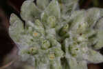 Bighead pygmycudweed